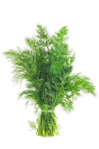 Bunch Of Dill Isolated On White