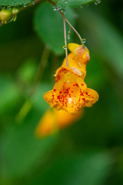 Close-up photo of an Orange Jewelweed blossom.