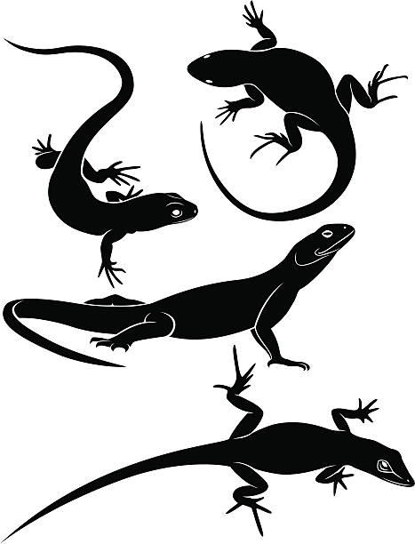 illustrazioni stock, clip art, cartoni animati e icone di tendenza di lucertola - lizard