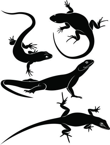 The figure shows a lizard