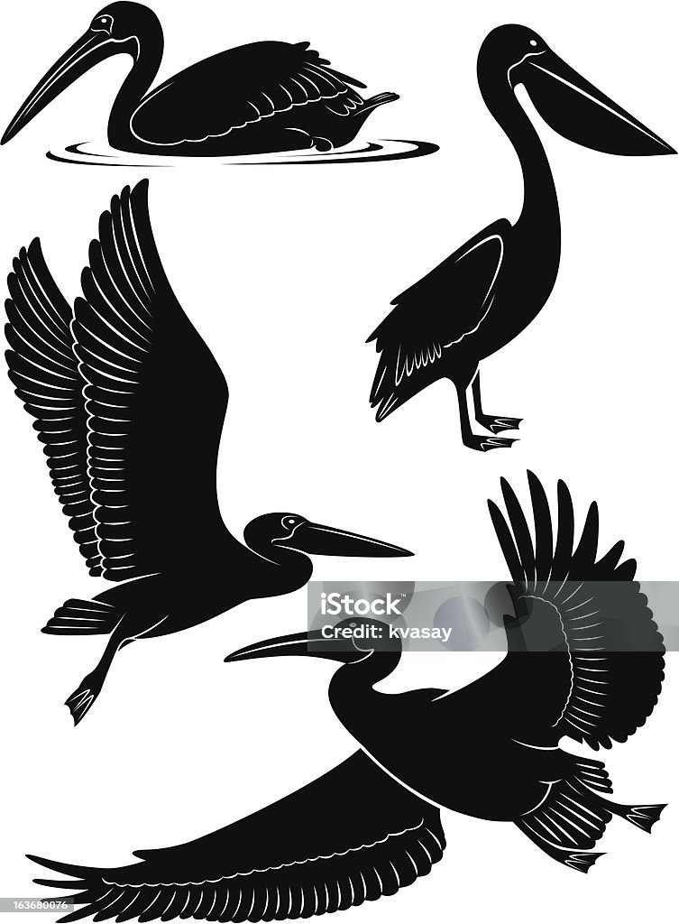 pelican The picture shows a pelican Pelican stock vector