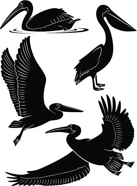 Vector illustration of pelican