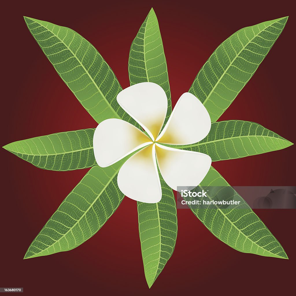 Украшение с Frangipani цветами & листья - Векторная графика Ароматический роялти-фри