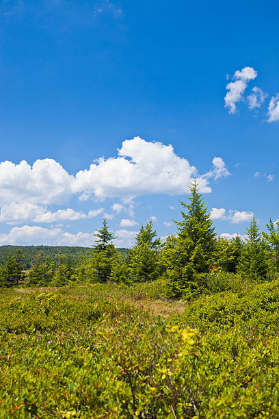istock Dolly Sods Wilderness In West Virginia, USA 163681679