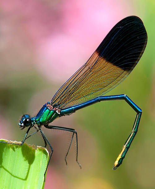 Syrian Damselfly, Calopteryx syriaca Syrian Damselfly, Calopteryx syriaca calopteryx syriaca stock pictures, royalty-free photos & images