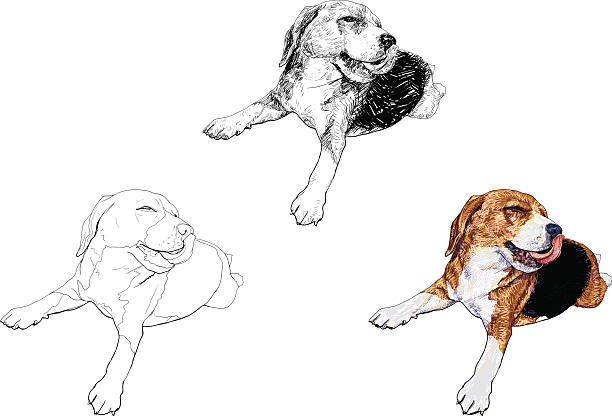 ilustrações, clipart, desenhos animados e ícones de feliz a hora de beagle - tracing red pets dog