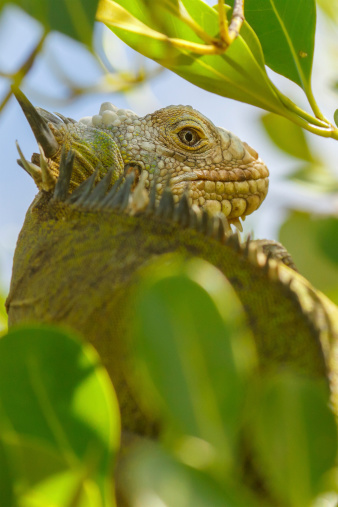 Lesser Antillean Iguana on the ilet du Robert, Martinique