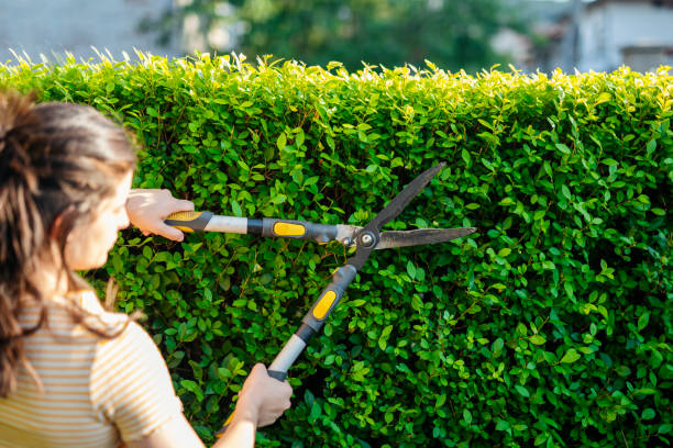 istock Woman trimming hedge with hedge clippers. 1636877882