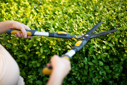 Close-up shot of young unrecognizable woman taking care of garden bby cutting hedge with hedge clippers.