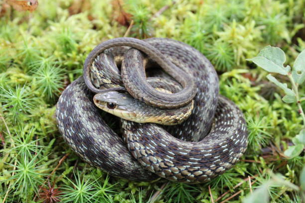 istock Maritime garter snake, Thamnophis sirtalis pallidulus 1636881474