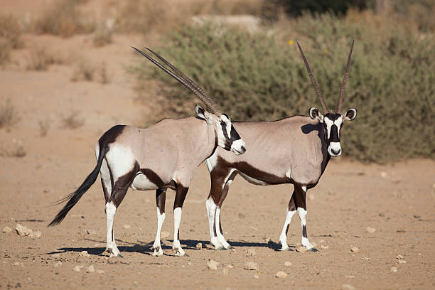 ゲムズボック oryxes のカラハリ砂漠 ストックフォト