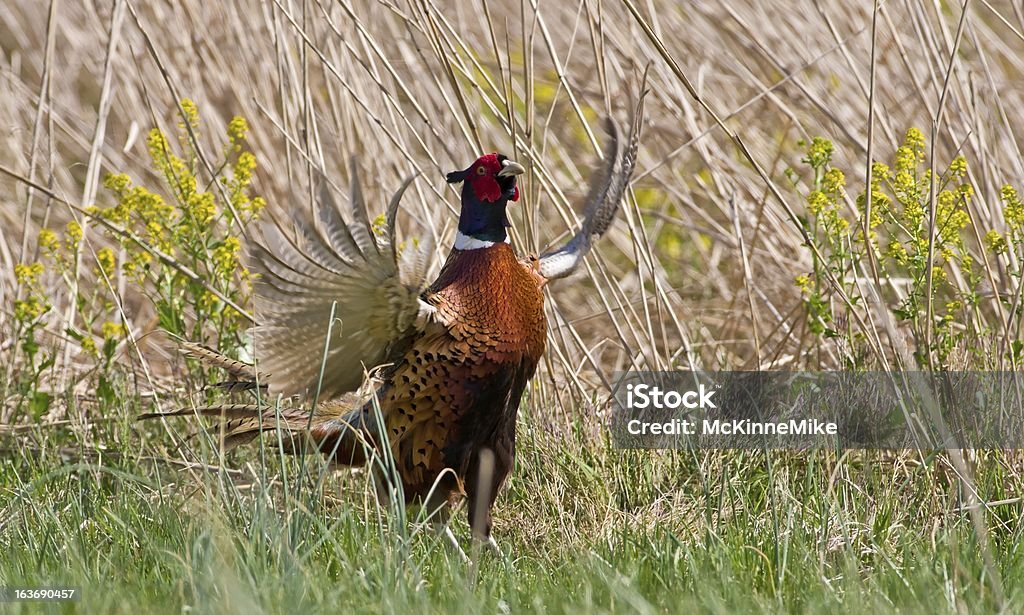 Maschio Fagiano corteggiamento - Foto stock royalty-free di Ala di animale