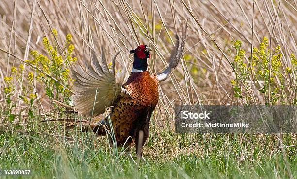 Maschio Fagiano Corteggiamento - Fotografie stock e altre immagini di Ala di animale - Ala di animale, Animale selvatico, Caccia - Sport con animali