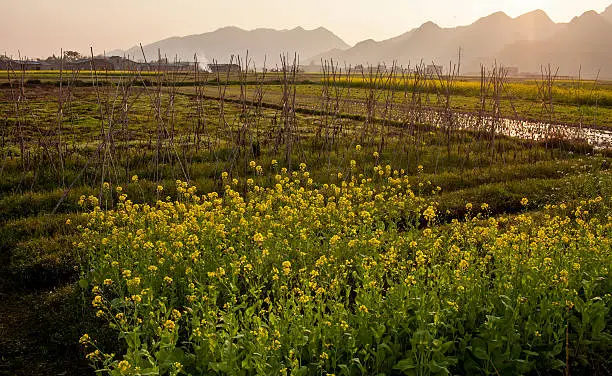 Field of rape flowers,spring pastoral scene ,China