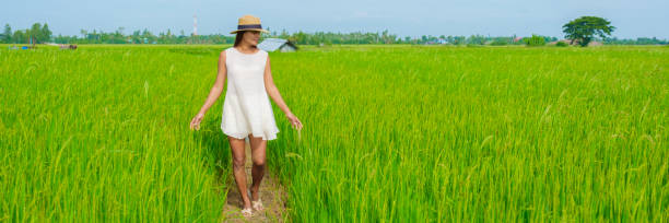 istock Green rice paddy fields in Central Thailand Suphanburi region 1636924256