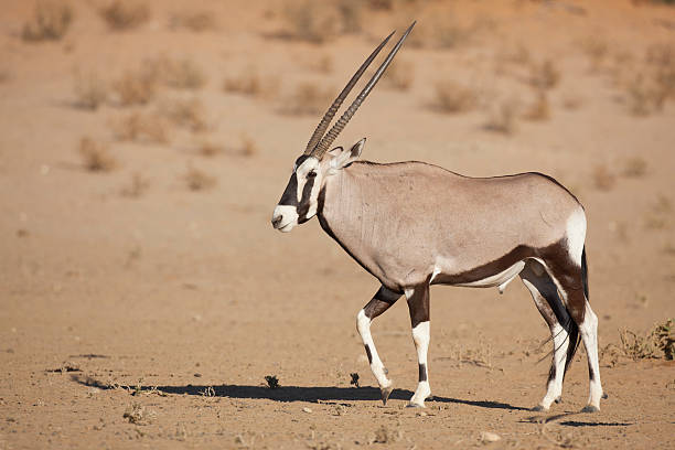 Orice gazzella Orice camminare sul Kalahari - foto stock