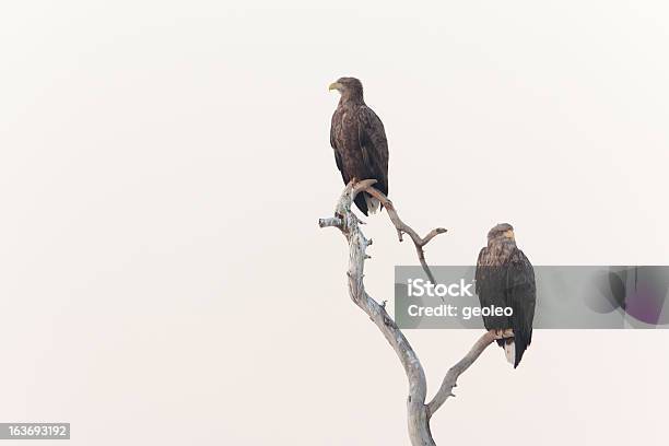 Águila De Cola Blanca Al Mar Foto de stock y más banco de imágenes de Águila audaz - Águila audaz, Aire libre, Animal