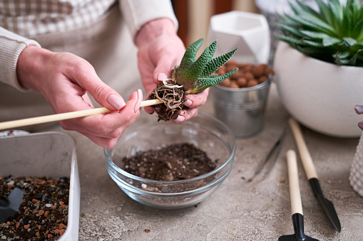 Woman planting Succulent haworthia Plant at home.