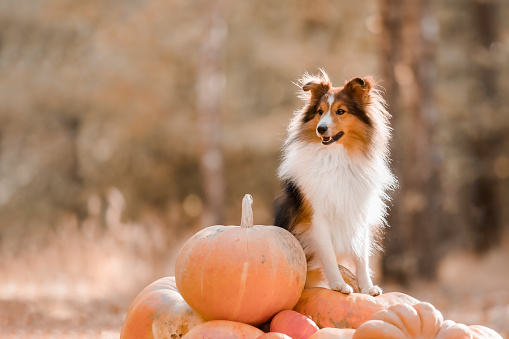 Dog with pumpkins. Shetland Sheepdog put his head on a pumpkin. Thanksgiving day. Halloween holidays. Sheltie dog breed
