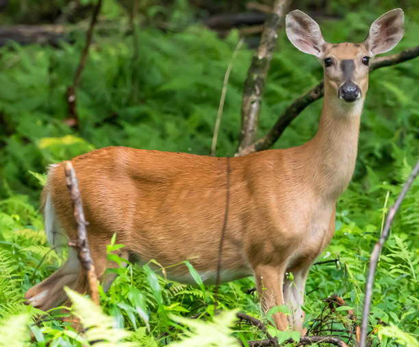 istock A white tail deer doe in Pennsylvania, USA 1636958323