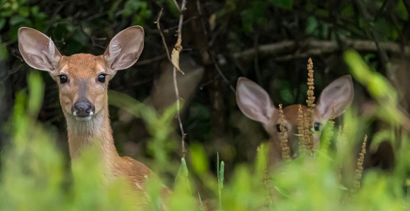 Two white tail fawn deer, one in the background in the woods in Warren County, Pennsylvania, USA on a sunny summer day
