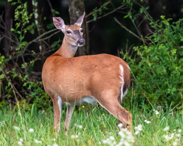 istock A white tail deer doe in Pennsylvania, USA 1636958863