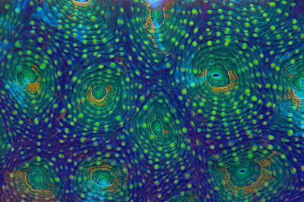 acanthastrea arc-en-ciel - tentacled sea anemone photos et images de collection