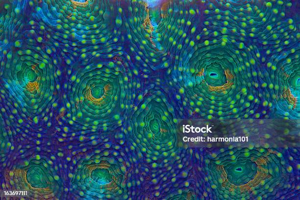 레인보우 Acanthastrea 산호-자포동물에 대한 스톡 사진 및 기타 이미지 - 산호-자포동물, 접사 촬영, 밝은 색상