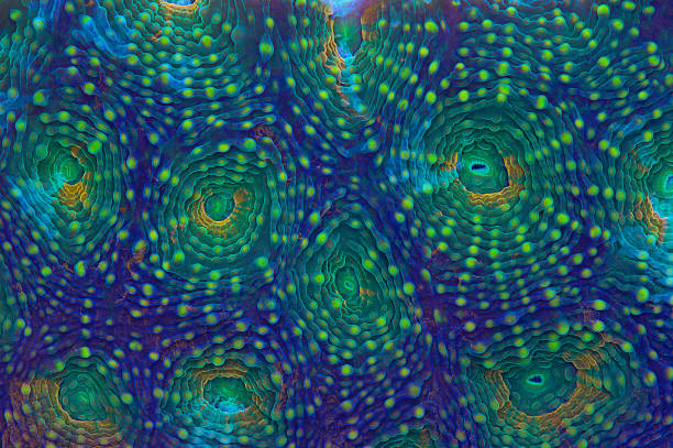 Rainbow Acanthastrea Rainbow acanthastrea showing diversity of colors tropical fish closeup stock pictures, royalty-free photos & images
