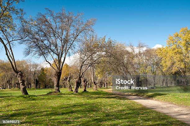 Jesion Grove - zdjęcia stockowe i więcej obrazów Jesion - Jesion, Trawa, Trawnik