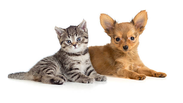 istock Puppy and kitten lying together 163698579