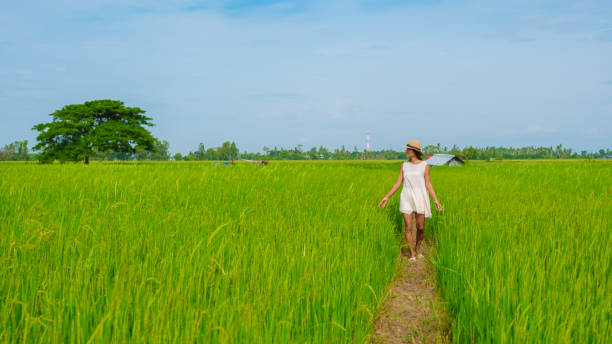 istock Green rice paddy fields in Central Thailand Suphanburi region 1636994511