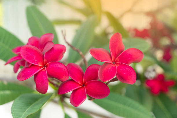 Pink frangipani or plumeria flower  is blooming flowers on blurry background.