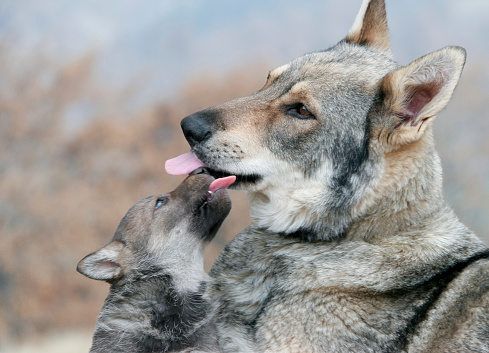 Wild wolf caressing puppies