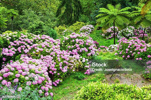 가든 가득한 핑크 Hydrangeas 0명에 대한 스톡 사진 및 기타 이미지 - 0명, 공원, 꽃-식물