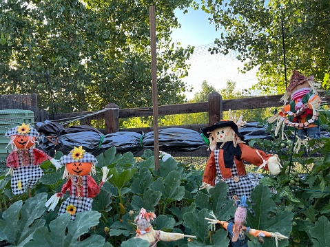 A collection of scarecrows in a pumpkin plant