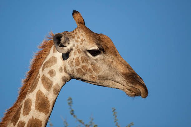 Deserto Giraffa close-up - foto stock