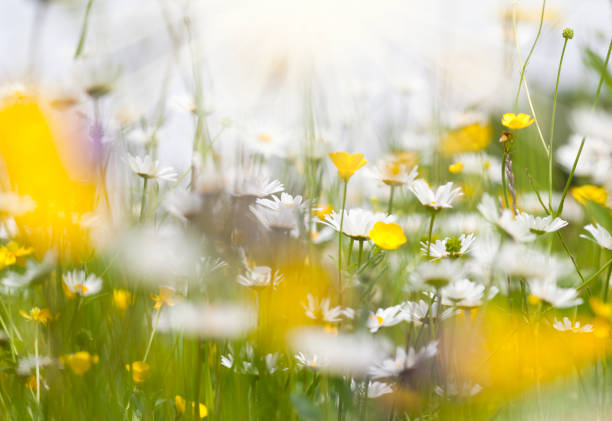 Wild daisy at Castle Hill in Arthur's Pass National Park, South Island, New Zealand