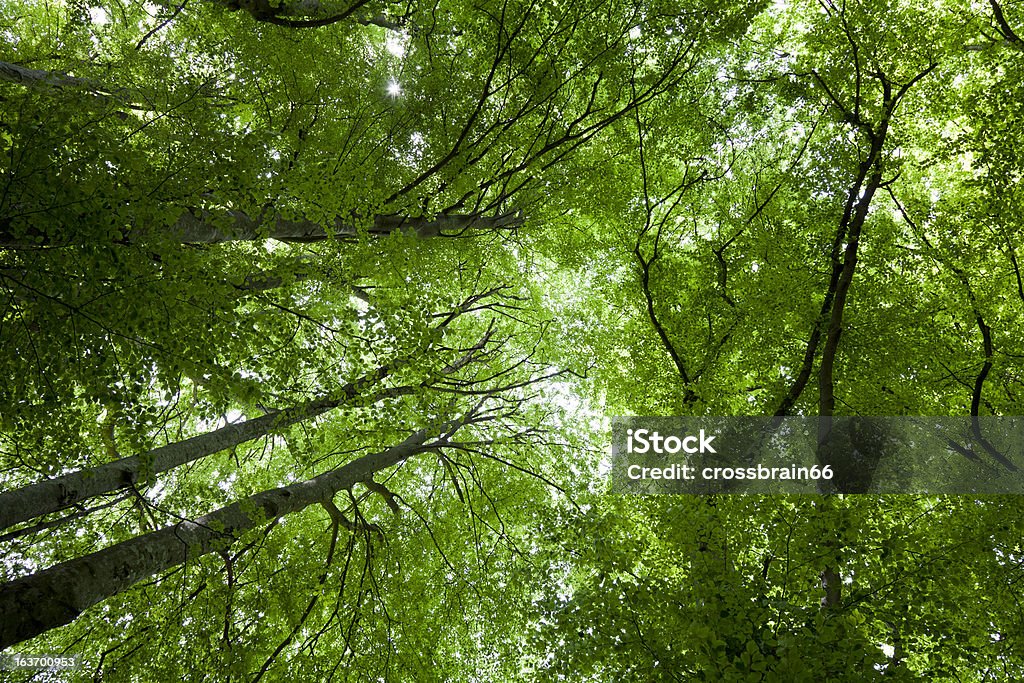 緑の木々が茂る木々の春 - ブナノキのロイヤリティフリーストックフォト