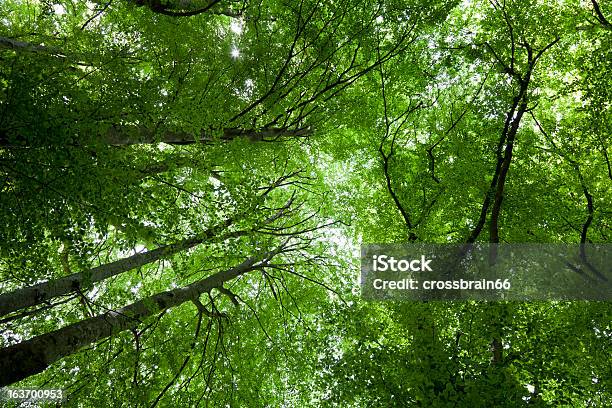 Gęstych Zielonych Drzew Canopy W Spring - zdjęcia stockowe i więcej obrazów Baldachim drzew - Baldachim drzew, Bezpośrednio poniżej, Buk - drzewo