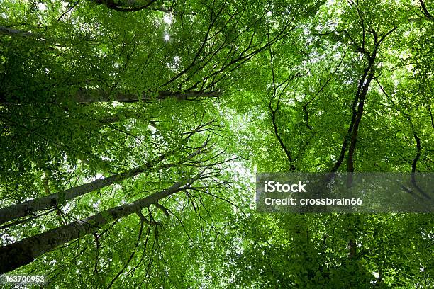 Густые Зеленые Деревья Весной Canopy — стоковые фотографии и другие картинки Большой - Большой, Буковое дерево, Весна