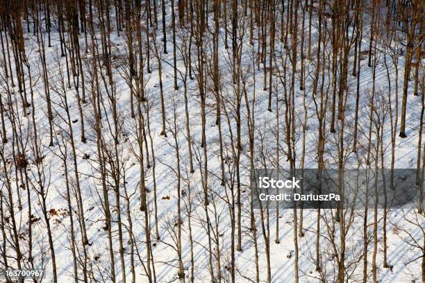 Aerial Foto Von Einer Winter Forest Stockfoto und mehr Bilder von Ansicht aus erhöhter Perspektive - Ansicht aus erhöhter Perspektive, Baum, Baumschule