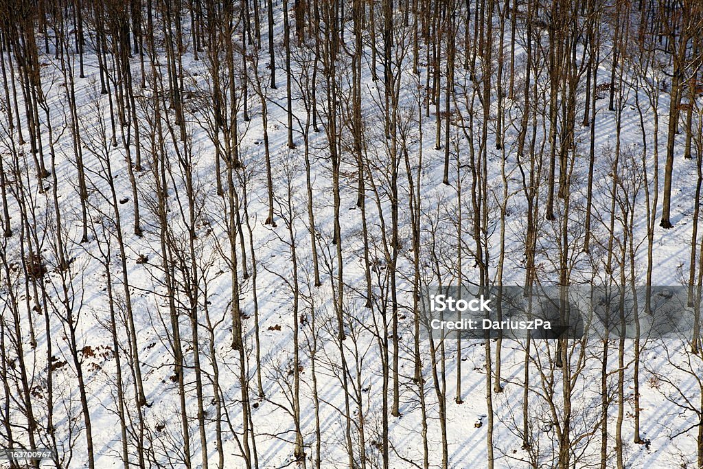 photo aérienne de la forêt d'hiver - Photo de Agriculture libre de droits