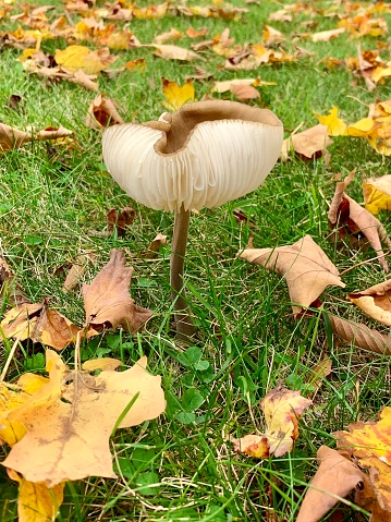 Beautiful Mushroom in Colorful Foliage Season, Stratton, Vermont