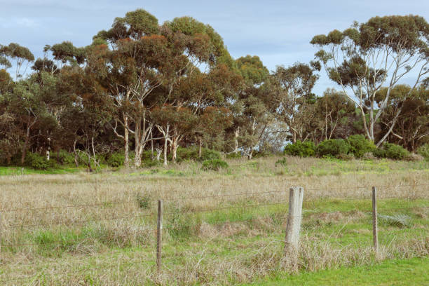 istock australian landscape with eucalyptus trees and fence in field 1637013162