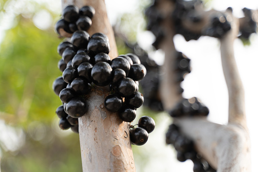 The trees in the orchard are covered with ripe Jabuticaba