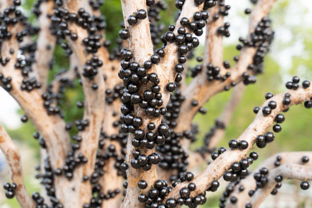 The trees in the orchard are covered with ripe Jabuticaba