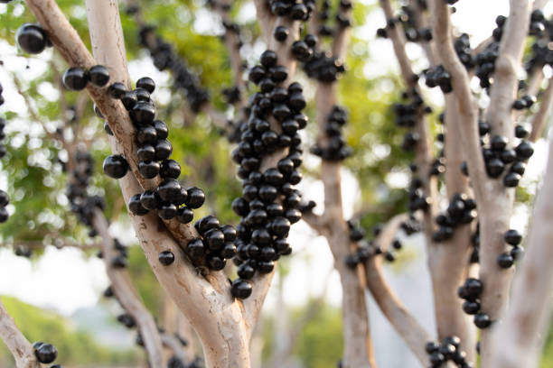 istock The trees in the orchard are covered with ripe Jabuticaba 1637015315