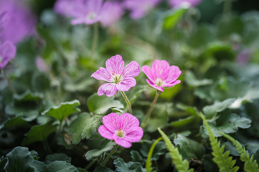 Beautiful macro of the small pink flowers of the Erodium plant. Erodium is a genus of flowering plants in the botanical family Geraniaceae, this is the cultivar Erodium variabile Bishops Form