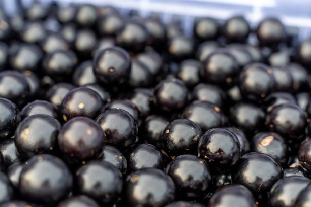 Finished picking and placing Jabuticaba in a basket